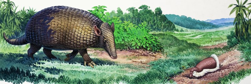 Dev Armadillo ve peri armadillo by English School