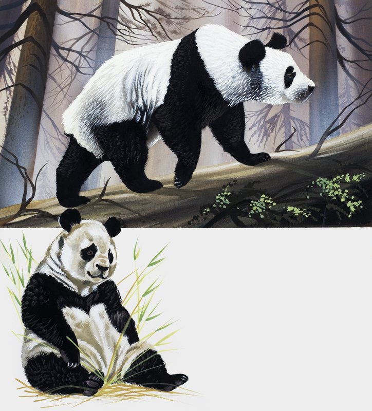 dev panda by English School