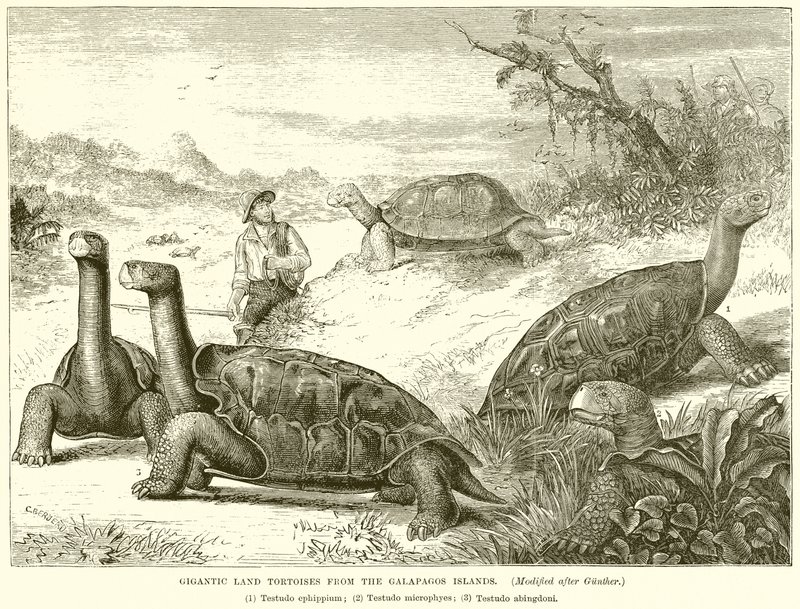 Galapagos Adaları