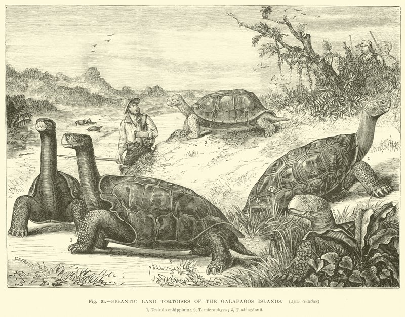 Galapagos Adaları