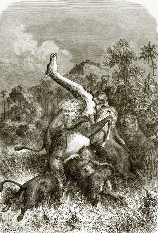 Giraffe and lions by English School