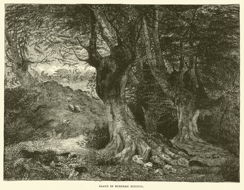 Burnham Beeches