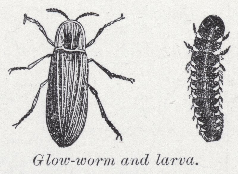 Kızdırma solucanı ve larva (lito) by English School
