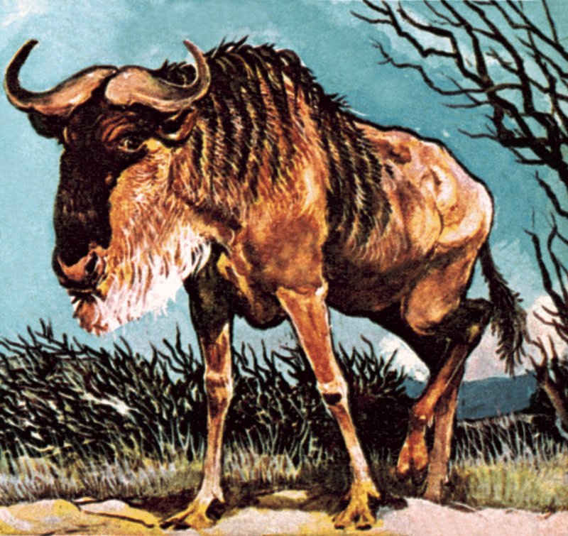 Gnu veya antilop by English School
