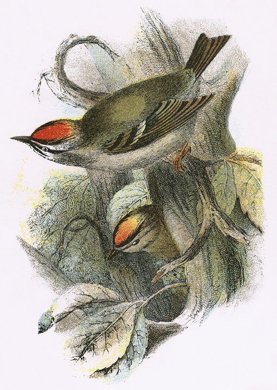 Goldcrest (altta) ve Firecrest (üstte) by English School
