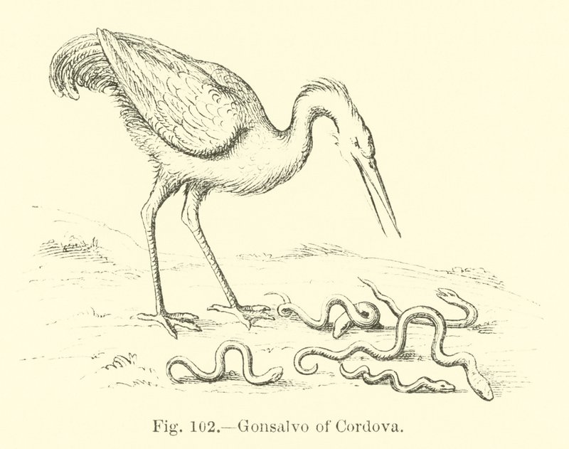 Cordova