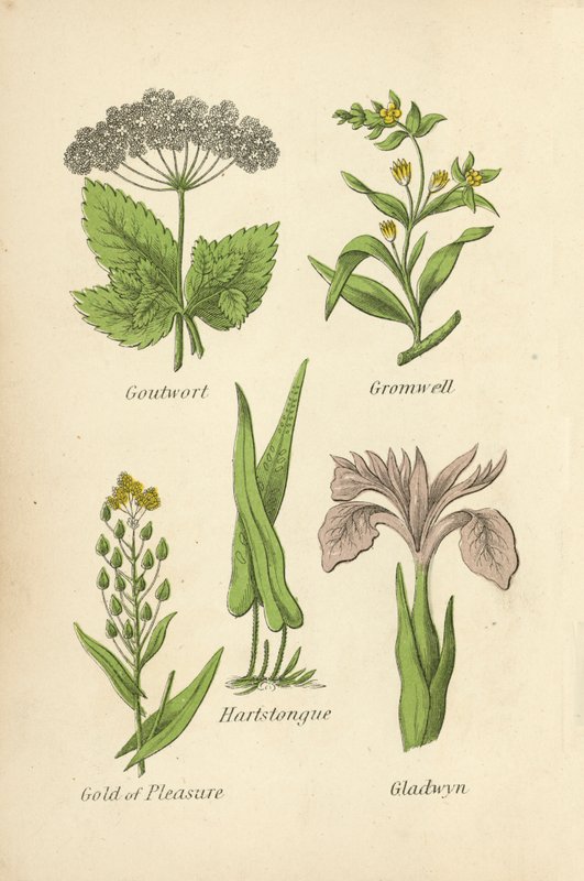 Goutwort, Gromwell, Hartstongue, Zevk Altını, Gladwyn by English School