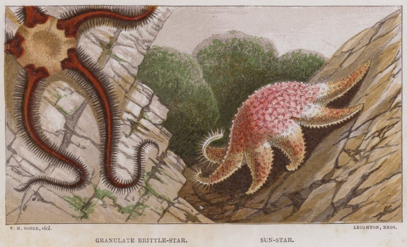 Granül Brittle-Star, Sun-Star (renkli taş) by English School