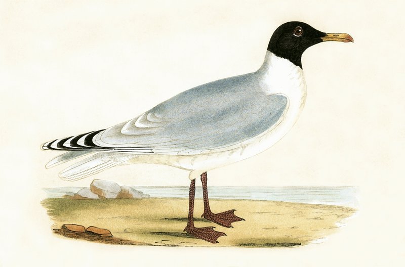 Büyük Kara Başlı Martı, Charles Robert Bree (1811-86) tarafından 