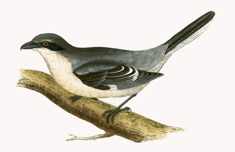 Büyük Gri Örümcek Kuşu, Charles Robert Bree (1811-86) tarafından 