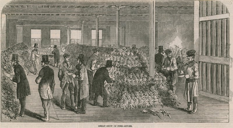 Harika ananas gösterisi by English School