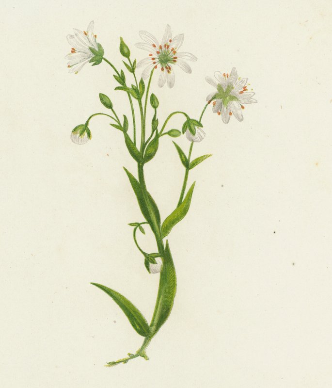 Büyük Dikenotu, Stellaria Holostea (renkli lito) by English School
