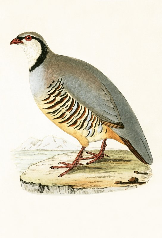 Yunan Kekliği, Charles Robert Bree (1811-86) tarafından 