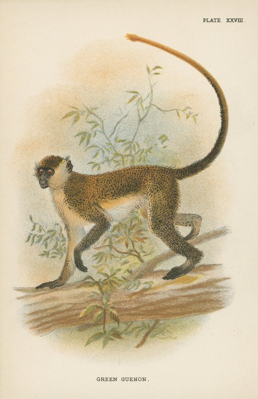 Yeşil Guenon by English School