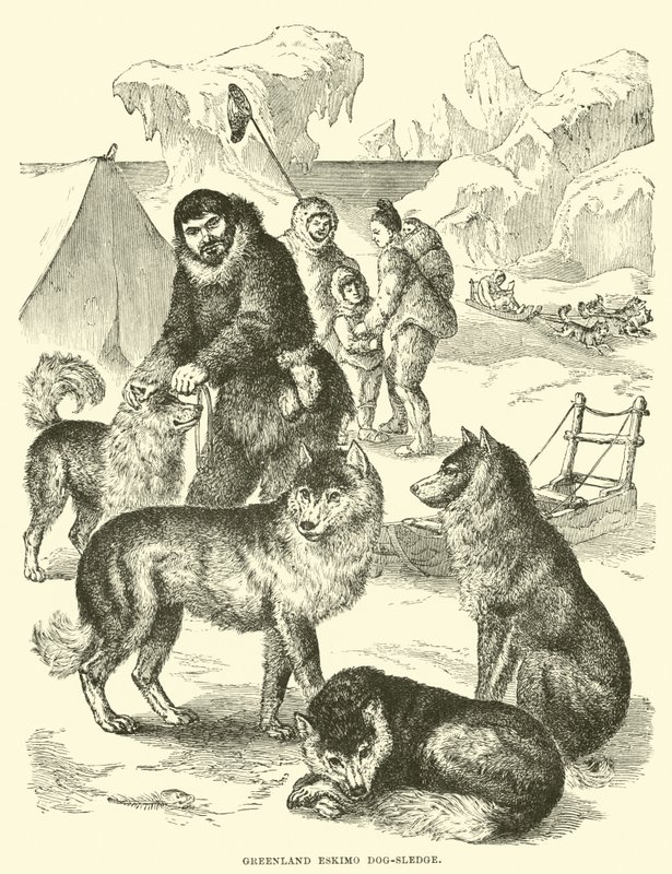 Grönland Eskimo köpek kızağı by English School