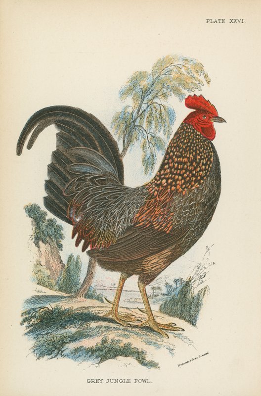 Gri Orman Tavuğu by English School