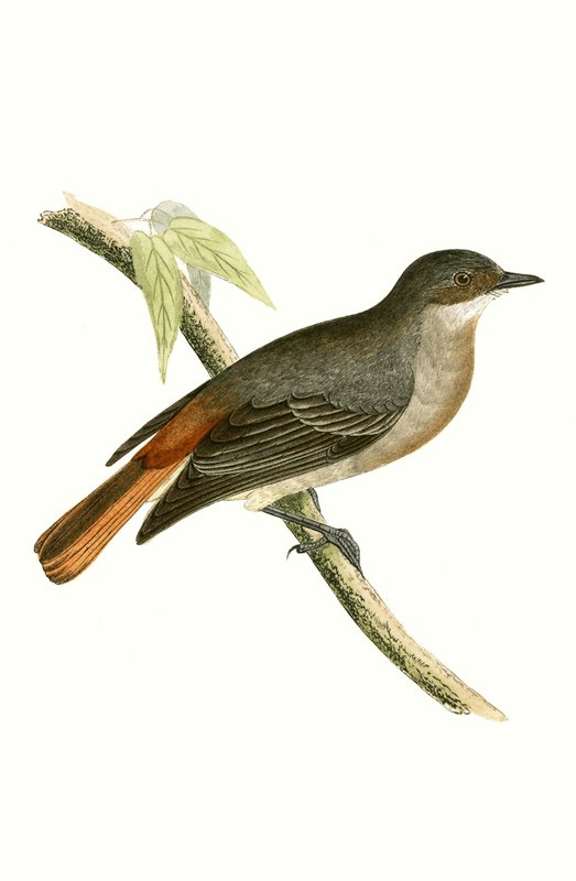 Gray Redstart, mynd úr 