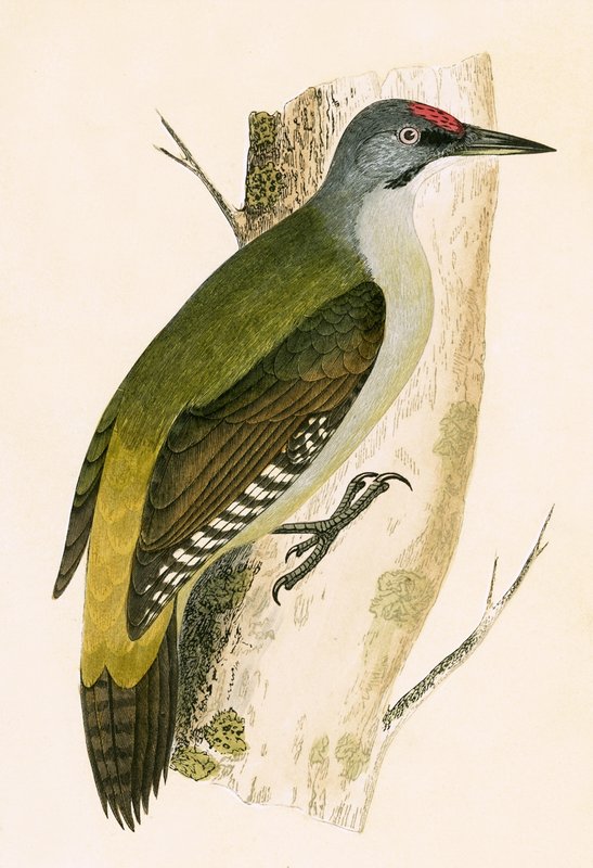 Gri Ağaçkakan, Charles Robert Bree (1811-86) tarafından 