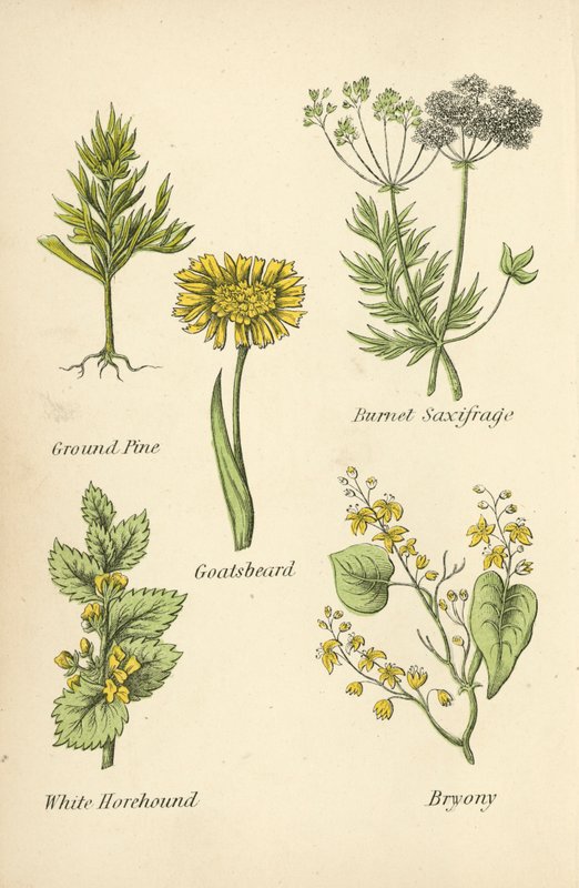 Yer Çamı, Burnet Saxifrage, Keçisakal, Beyaz Horehound, Bryony by English School