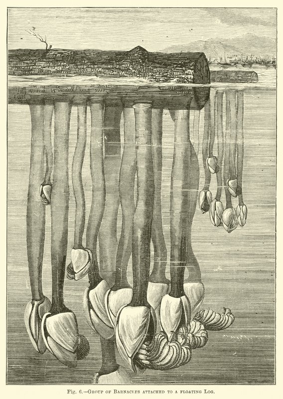 Kayan bir Kütüğe bağlı Barnacles Grubu by English School