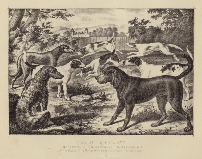 Av Köpekleri Grubu (renkli taş) by English School