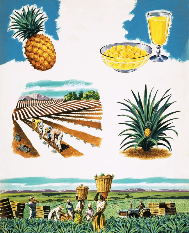 Büyüyen Ananas by English School