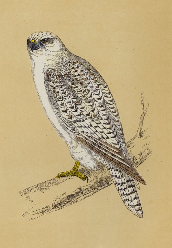Gyr-Falcon (renkli taş) by English School