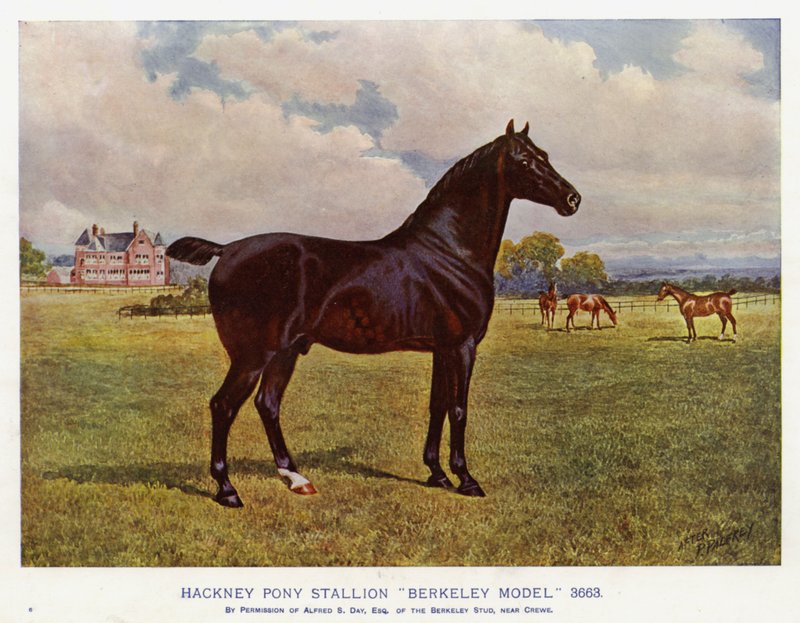 Hackney Pony Aygırı "Berkeley Modeli" 3663 (renkli taş) by English School