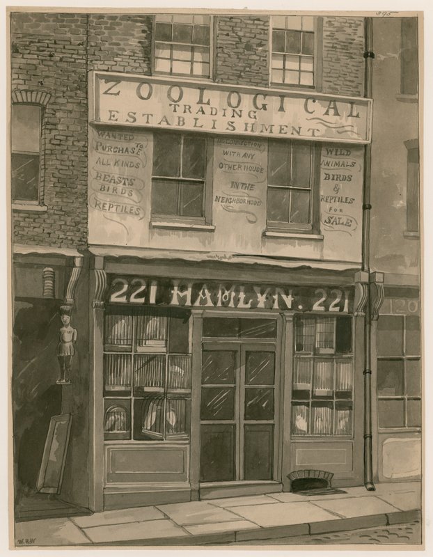 Hamlyns Zoological Trading, 221 St Georges Street, London Docks (kağıt üzerinde wc) by English School