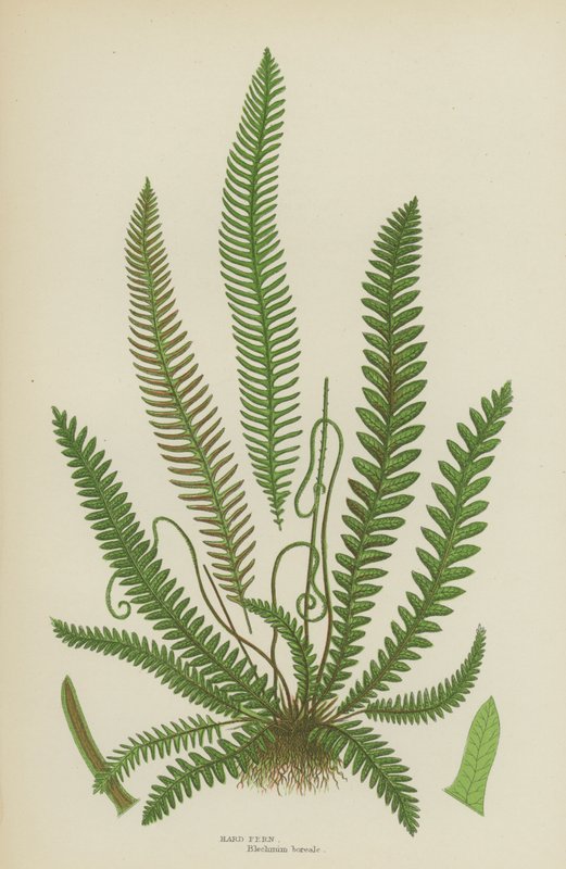 Sert Fern (renkli lito) by English School