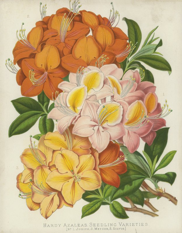 Hardy Açelyalar, Fide Çeşitleri by English School