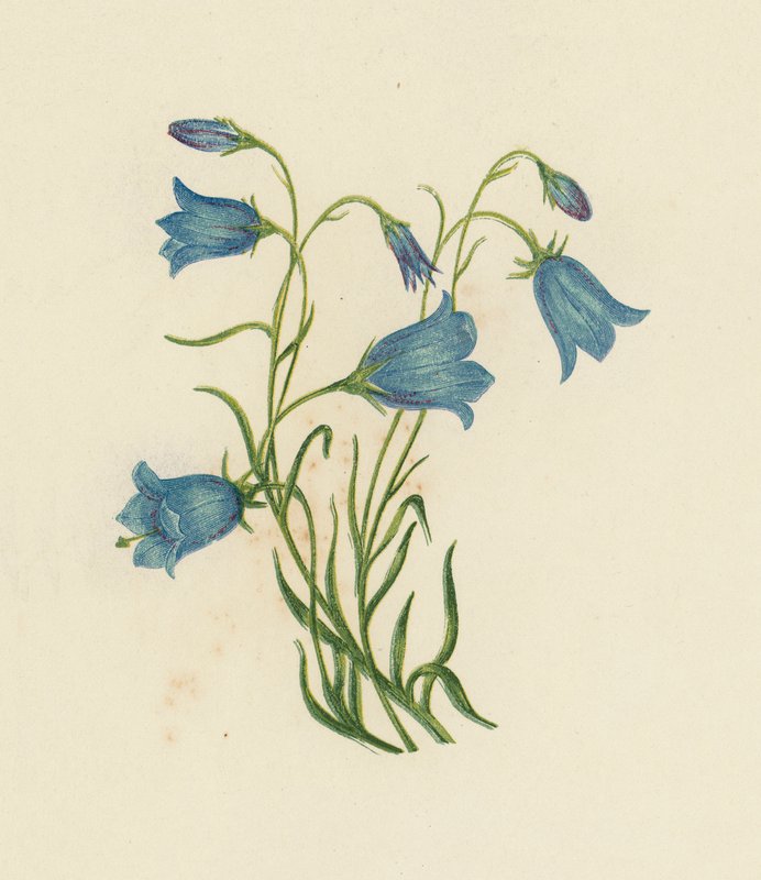 Harebell, Campanula Rotundifolia (renk üyeleri) by English School