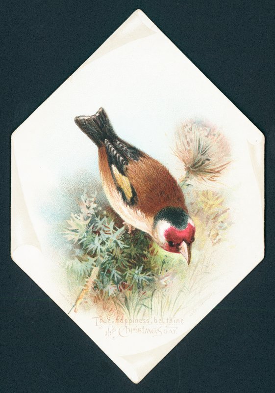 Hawfinch, Noel Kartı by English School