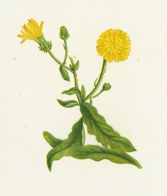 Hawkweed Picris, Picris Hieracioides by English School