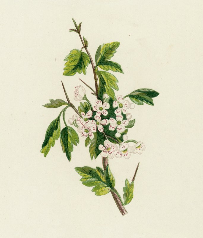 Alıç, Crataegus Oxyacantha by English School
