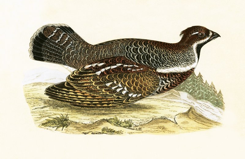 Hazel Grouse, Charles Robert Bree (1811-86) tarafından 