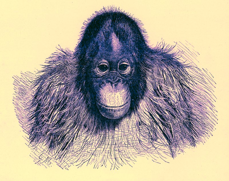 Orangutan başı, Kraliyet Doğa Tarihi