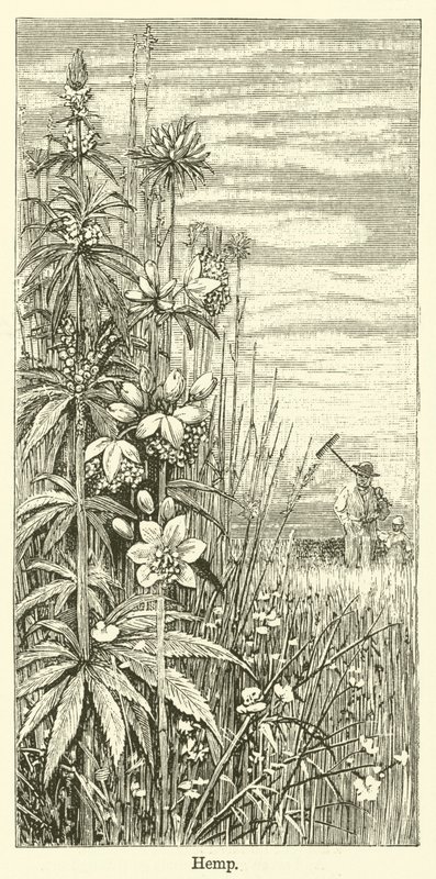 Kenevir (gravür) by English School