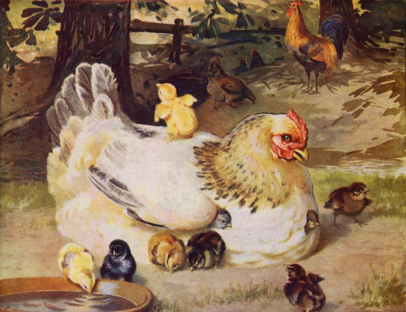Tavuk ve civcivler (renkli taş) by English School
