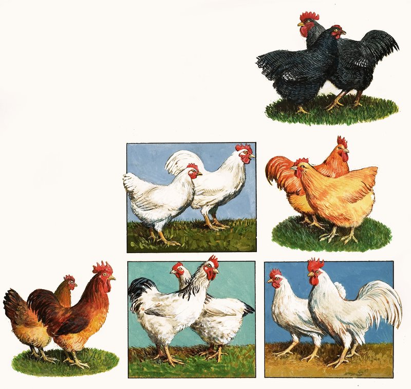 tavuklar by English School