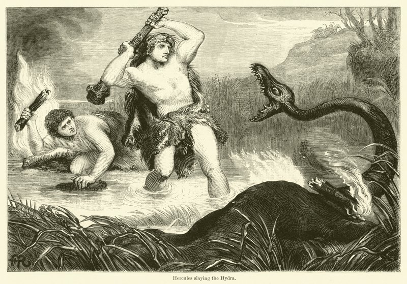Hydra