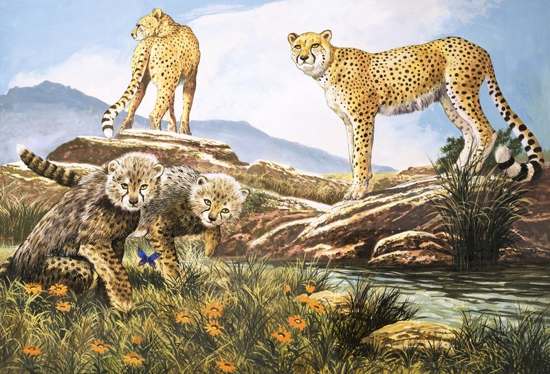 Yüksek Hızlı Avcı, Çita, Nature