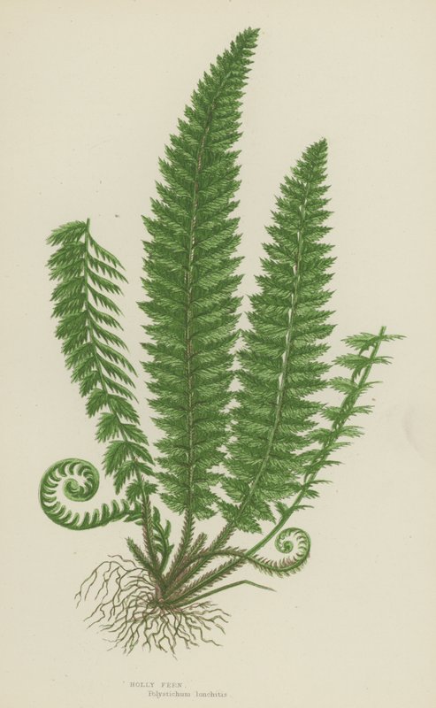 Holly Fern (renkli lito) by English School