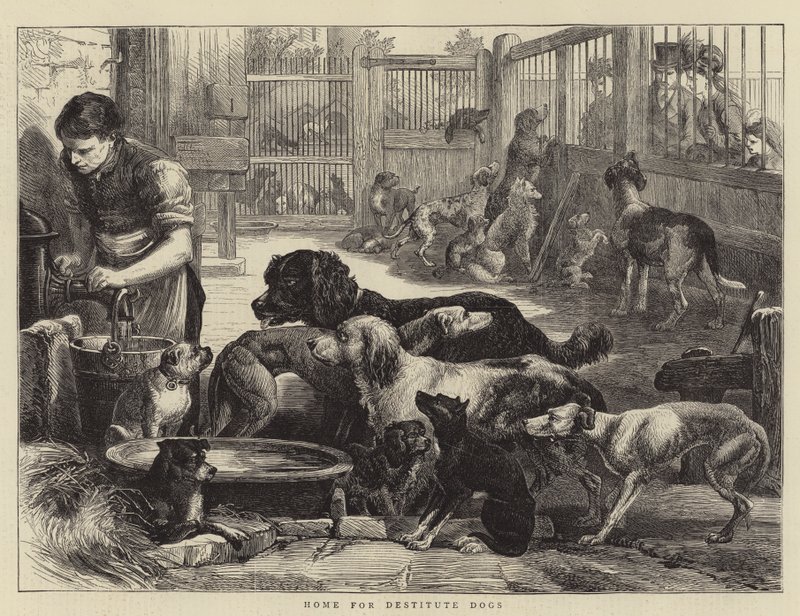 Yoksul Köpekler Evi (gravür) by English School