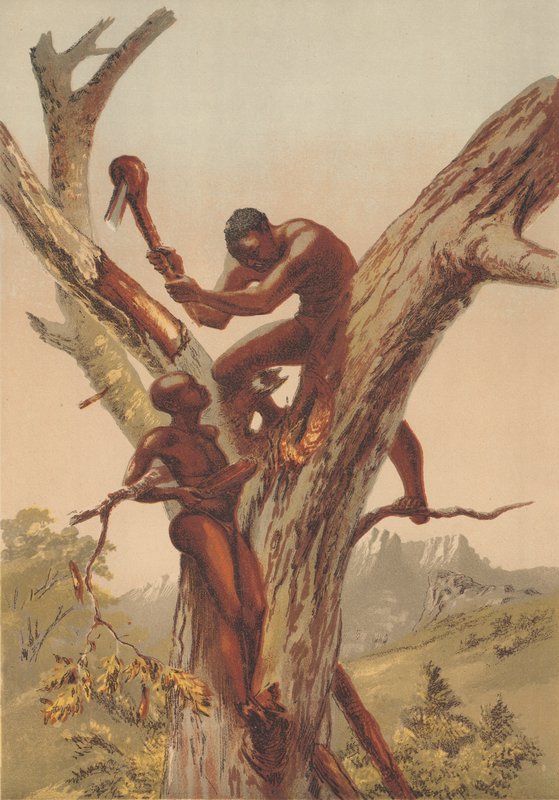 Bal avcıları, Zambezia by English School