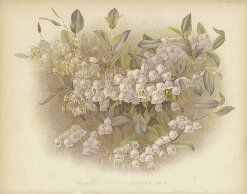 Honeycups, zenobia veya tozlu zenobia by English School
