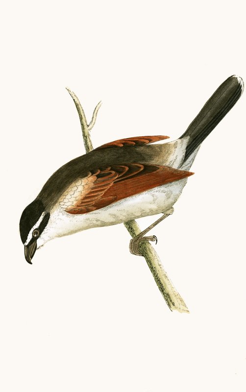 Kapşonlu Örümcek Kuşu, Charles Robert Bree (1811-86) tarafından 