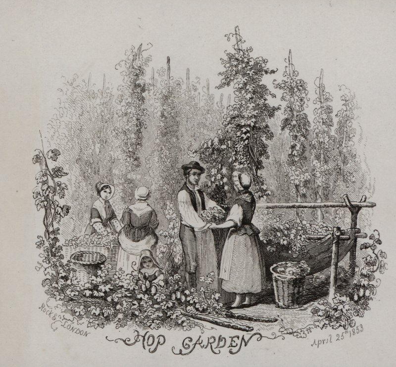 Hop bahçesi (gravür) by English School