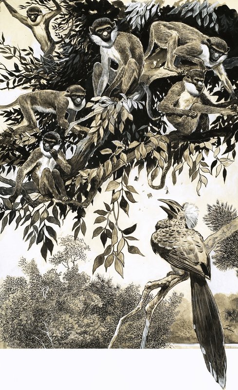 Hornbill ve maymunlar by English School