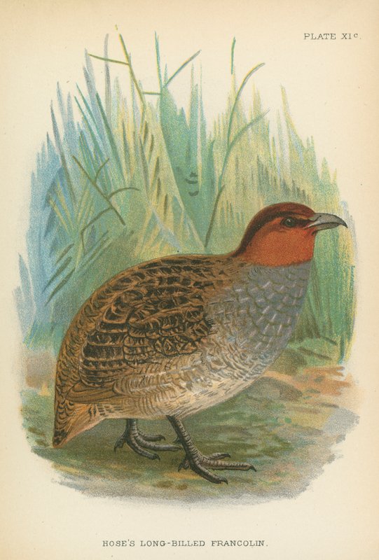 Hortumun Uzun Faturalı Francolin